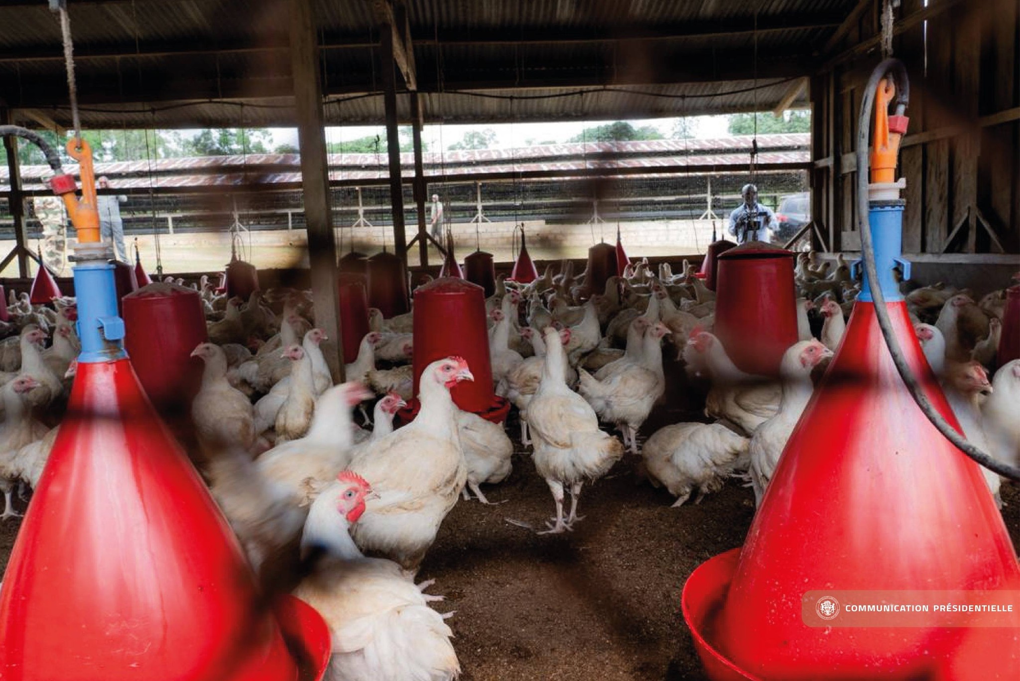 Un nouveau pas dans l’arrêt de l’importation du poulet de chair